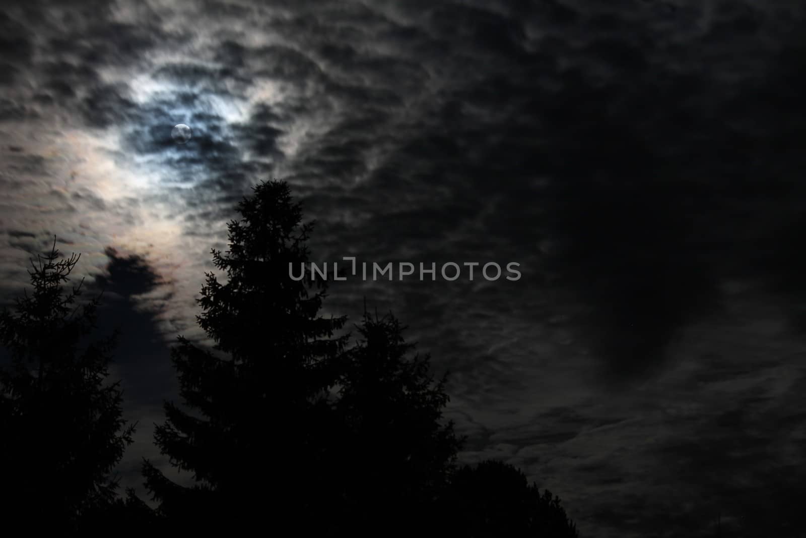 Moon and trees