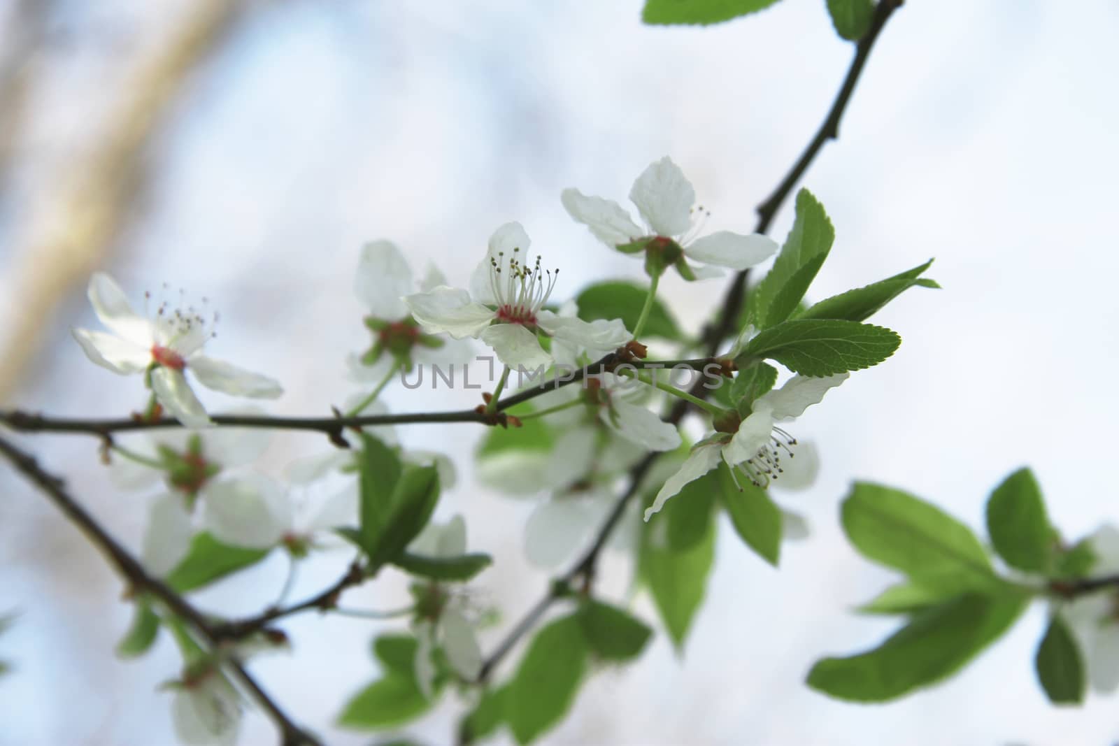 White flowers blossoming on the branch of wild tree by scullery