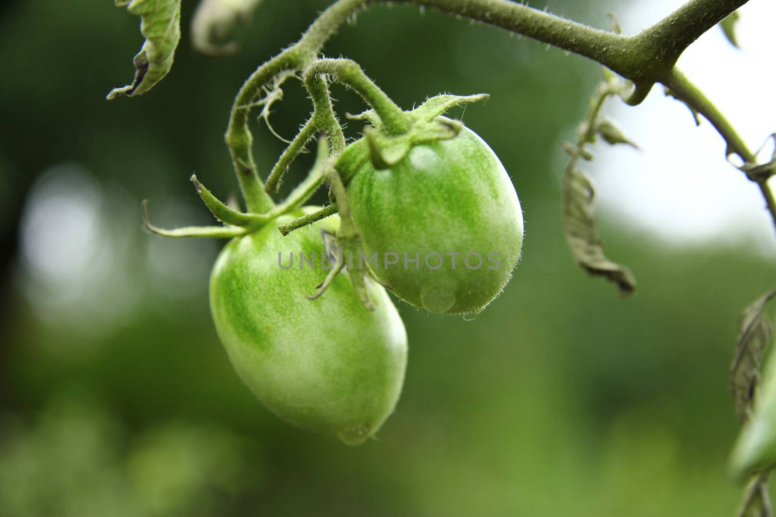 Bush of green tomato in the garden