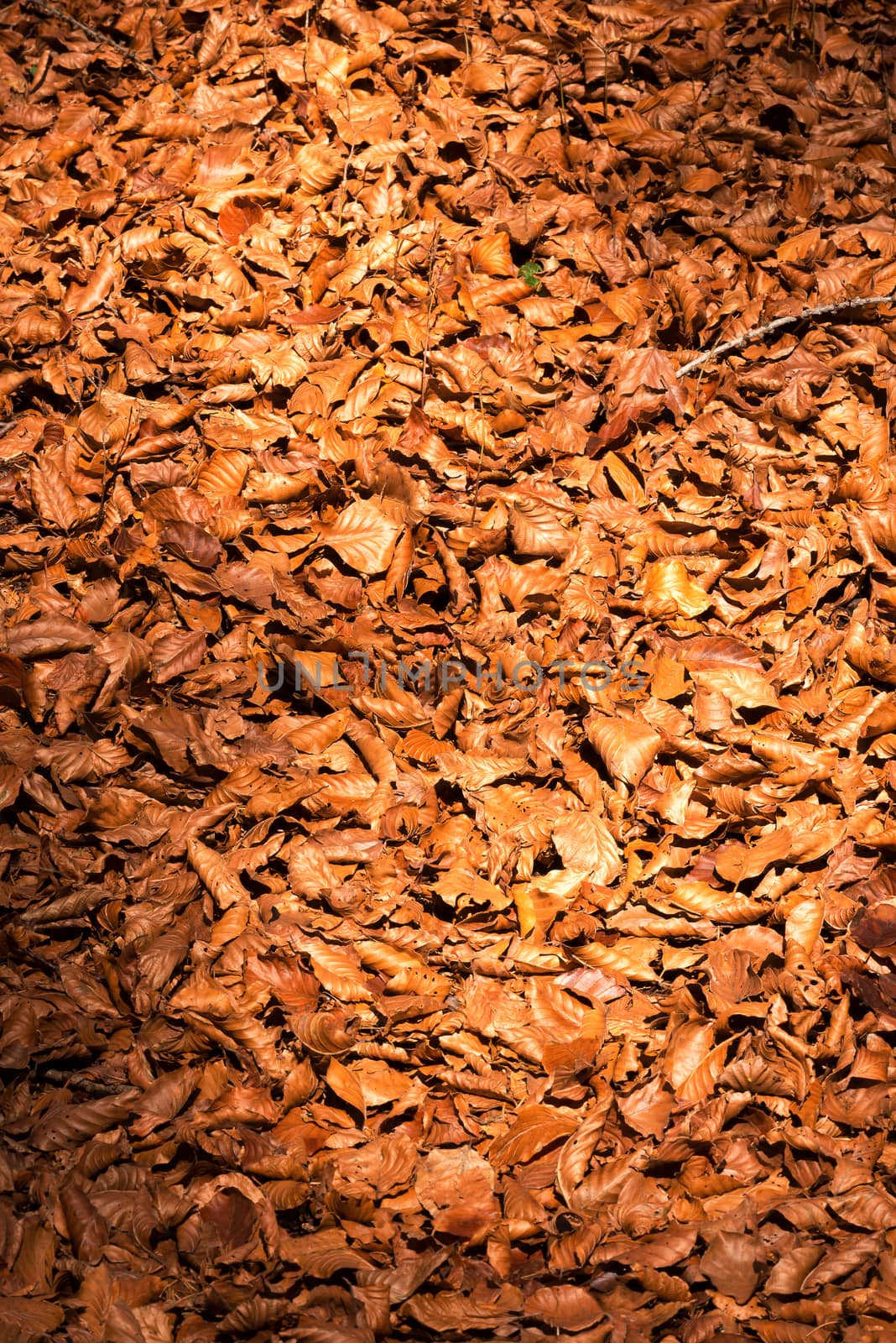 Brown, orange and red autumn leaves on the ground in the undergrowth.