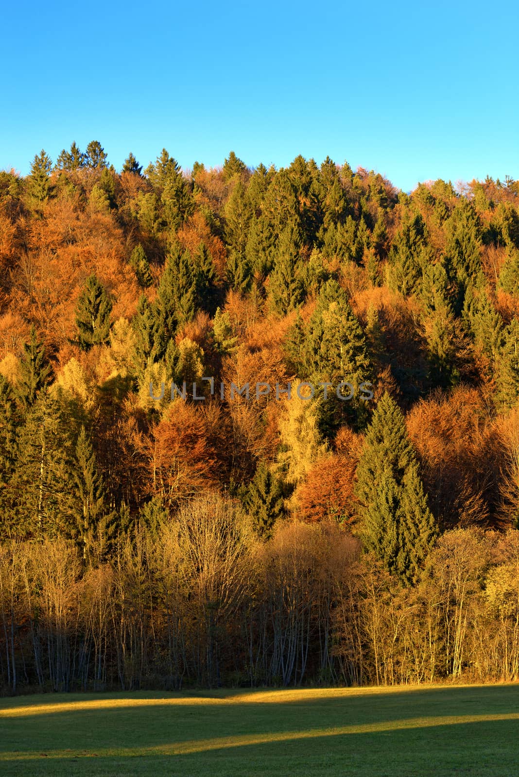 Autumnal forest with pines, beeches and firs at sunset. Val di Sella (Sella Valley), Borgo Valsugana, Trento, Italy
