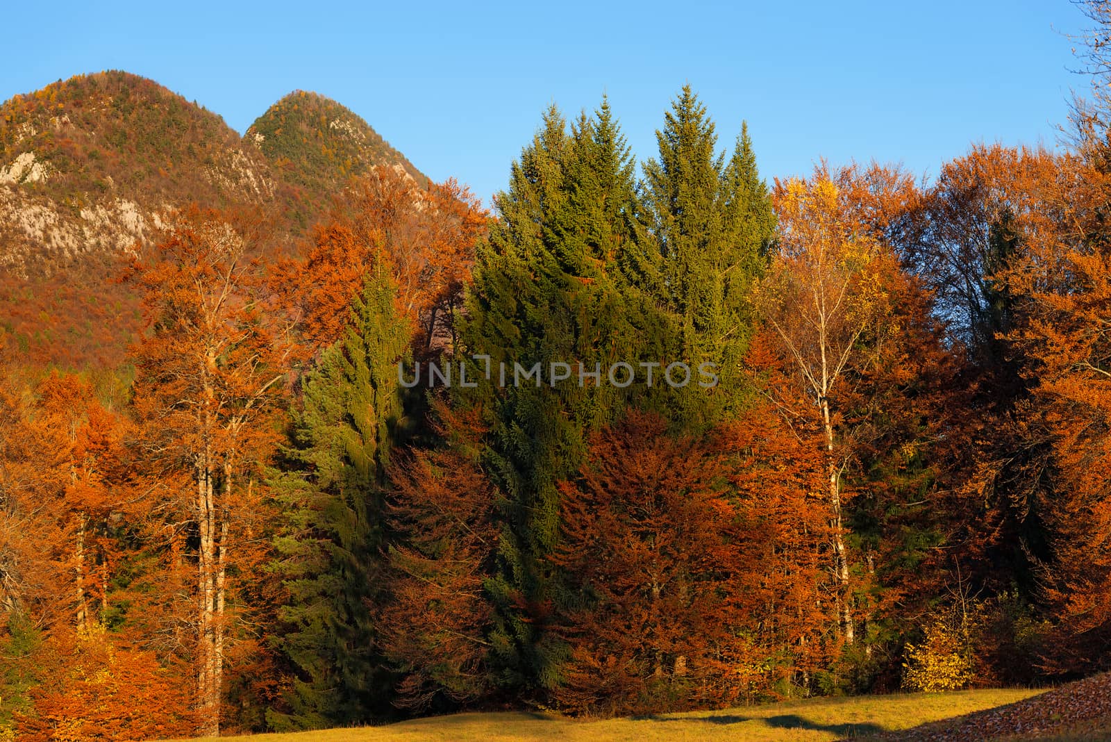 Autumnal Forest at Sunset - Trentino Italy by catalby