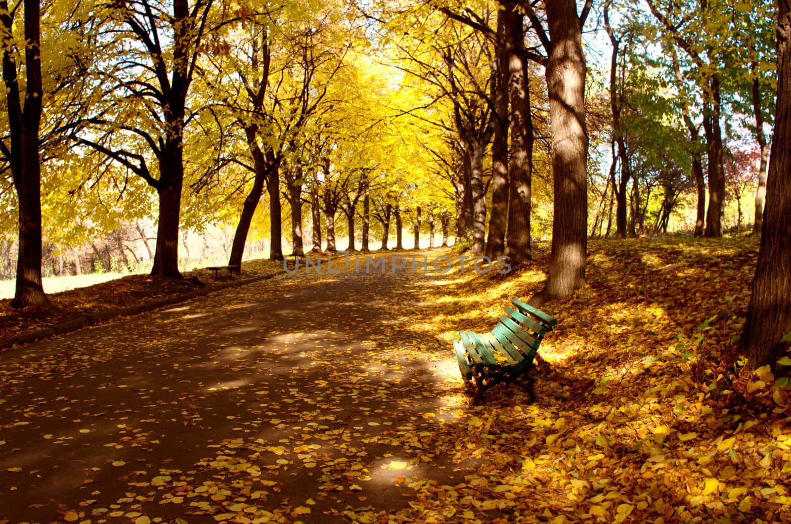 Linden alley in Kiev Botanical garden in the fall. Ukraine by dolnikow