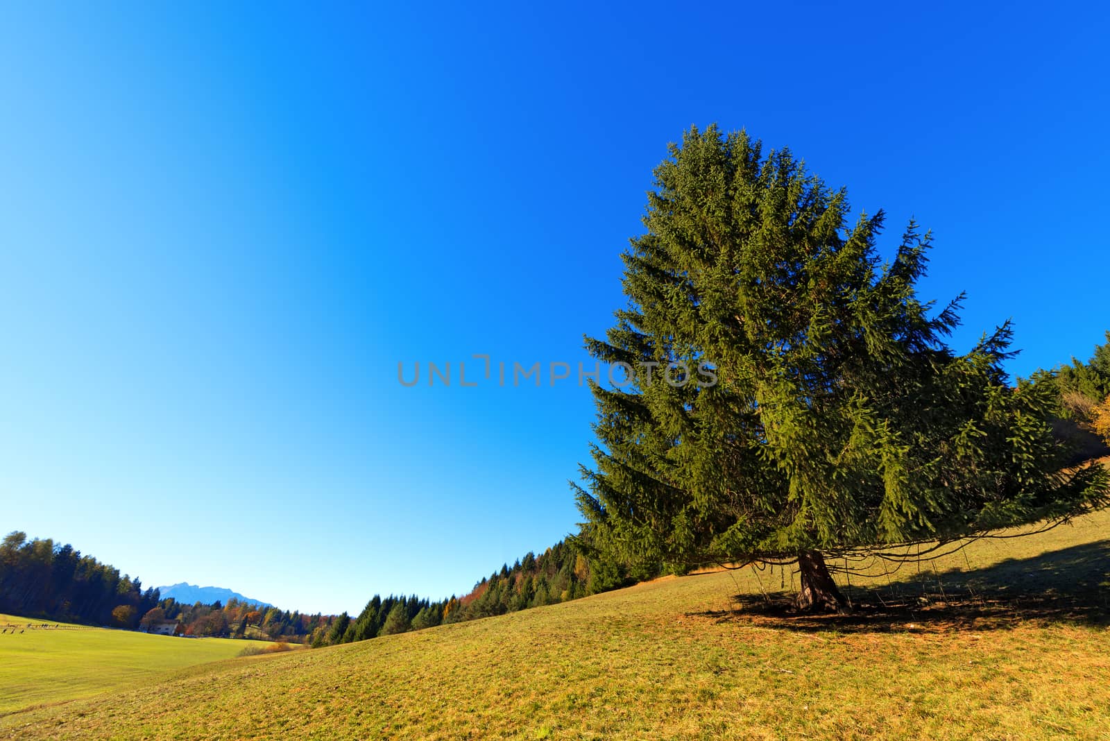 Large pine tree on the green grass and blue sky in autumn. Val di Sella (Sella Valley), Borgo Valsugana, Trento, Italy