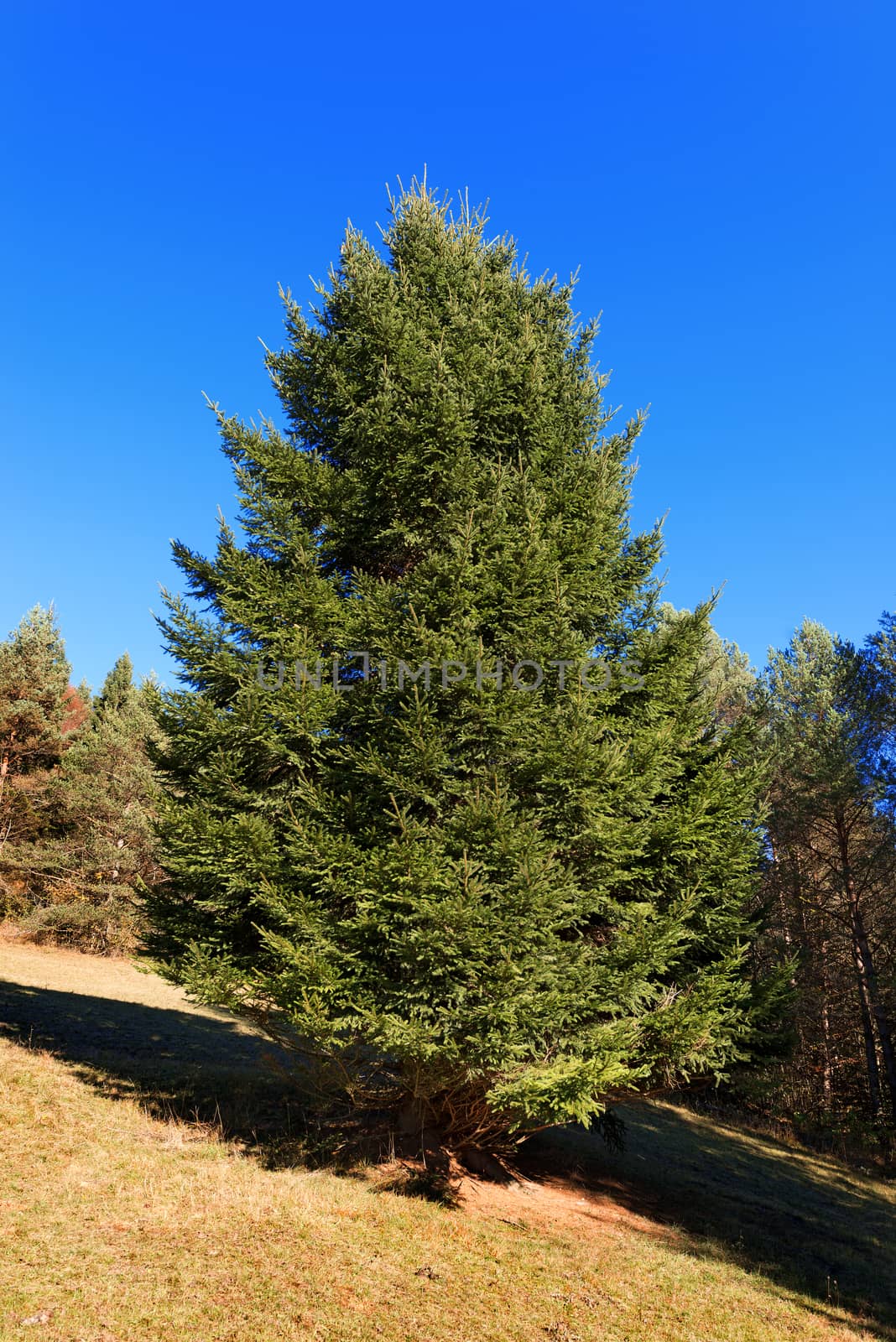 Large pine tree on the green grass and blue sky in autumn