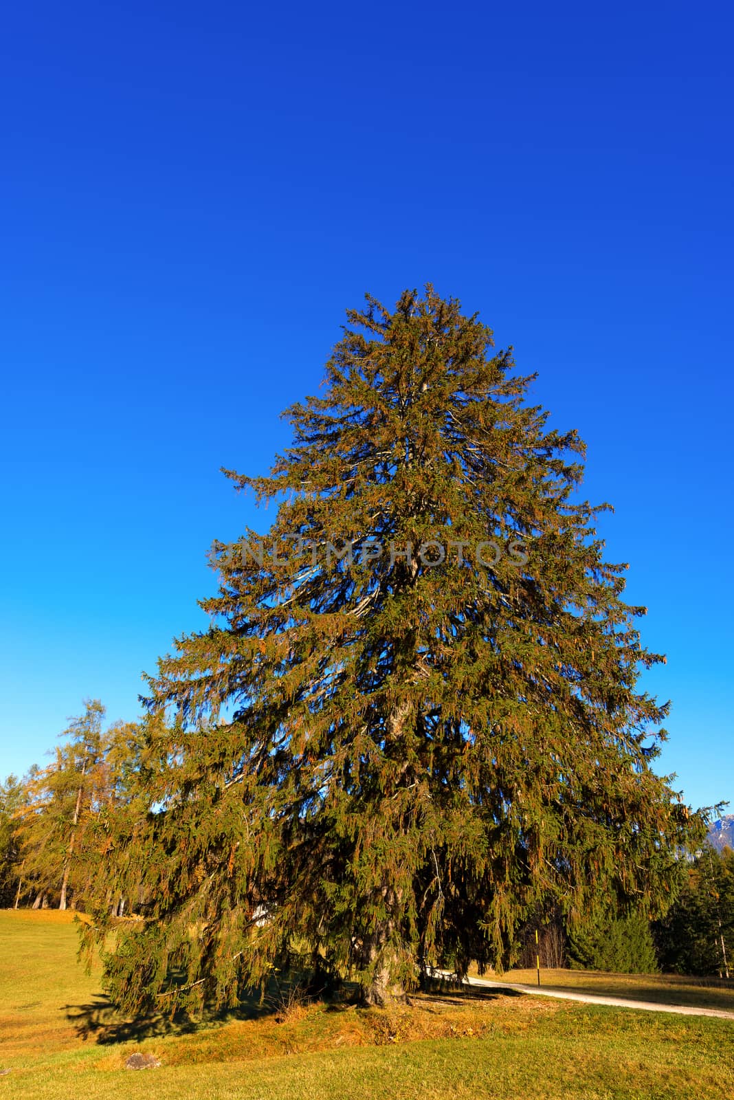 Large pine tree on the green grass and blue sky in autumn. 