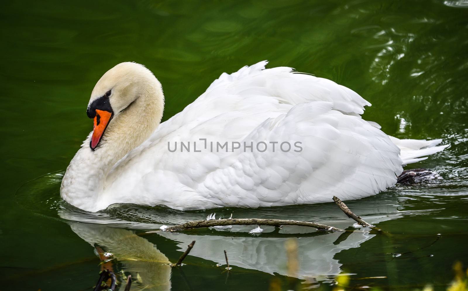 A lone white swan swims about his pond getting close to the camera in his friendly curiosity.