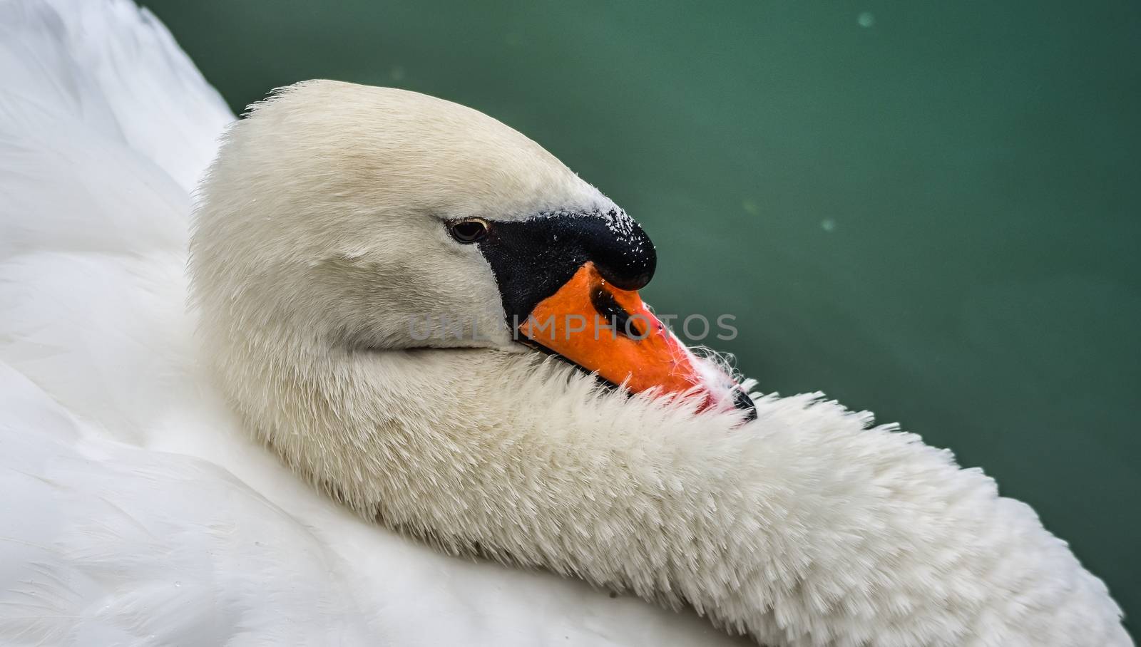 A lone white swan swims about his pond getting close to the camera in his friendly curiosity.