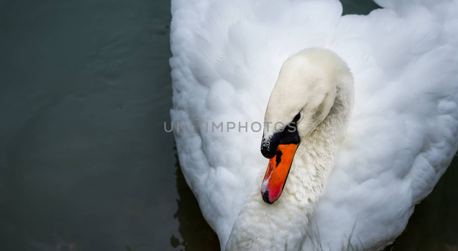 A lone white swan swims about his pond getting close to the camera in his friendly curiosity.