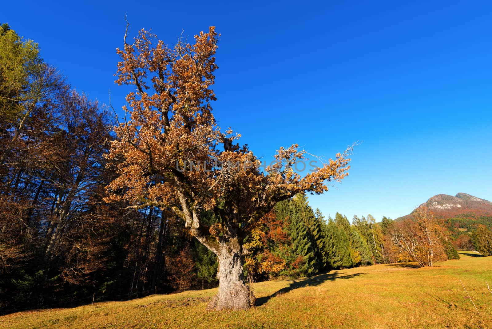 Old oak tree in autumn on a meadow with pines and mountains on the background. Val di Sella (Sella Valley), Borgo Valsugana, Trento, Italy