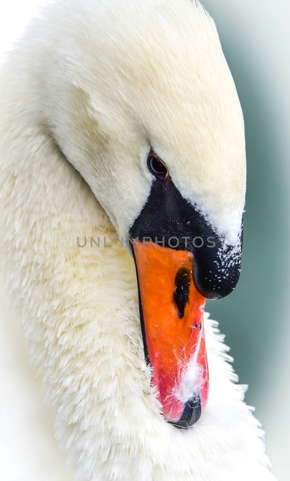 Mute swan Cygnus olor and close ups of him in his pond. by valleyboi63