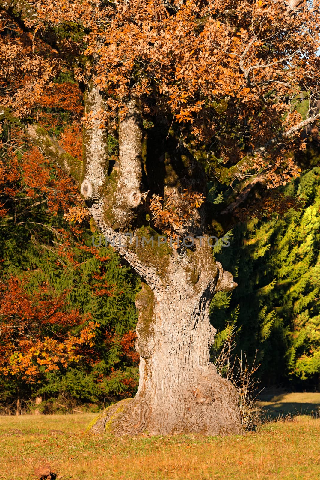 Detail of a large and old oak tree in autumn on a meadow with pines on the background