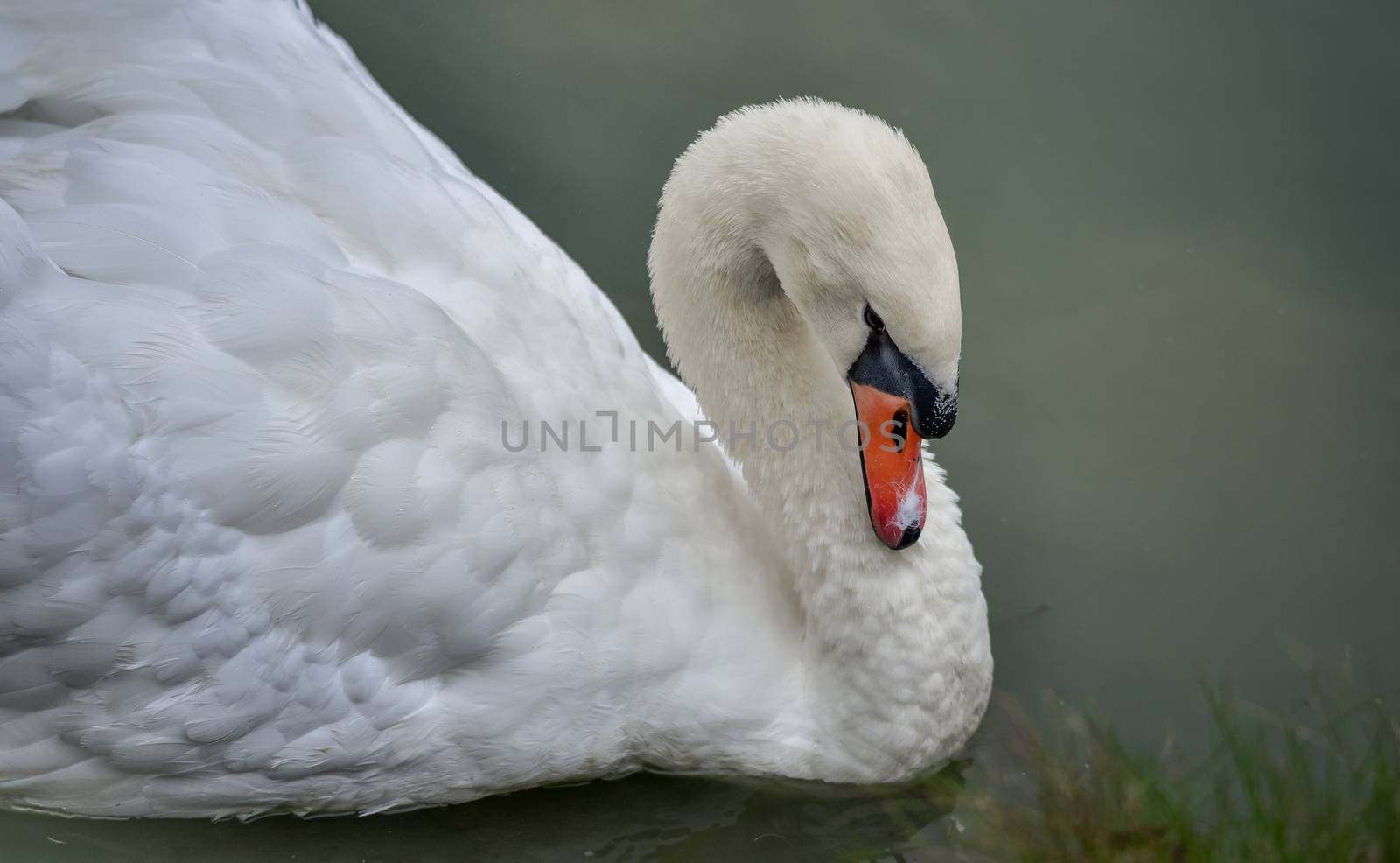 Mute swan Cygnus olor and close ups of him in his pond. by valleyboi63