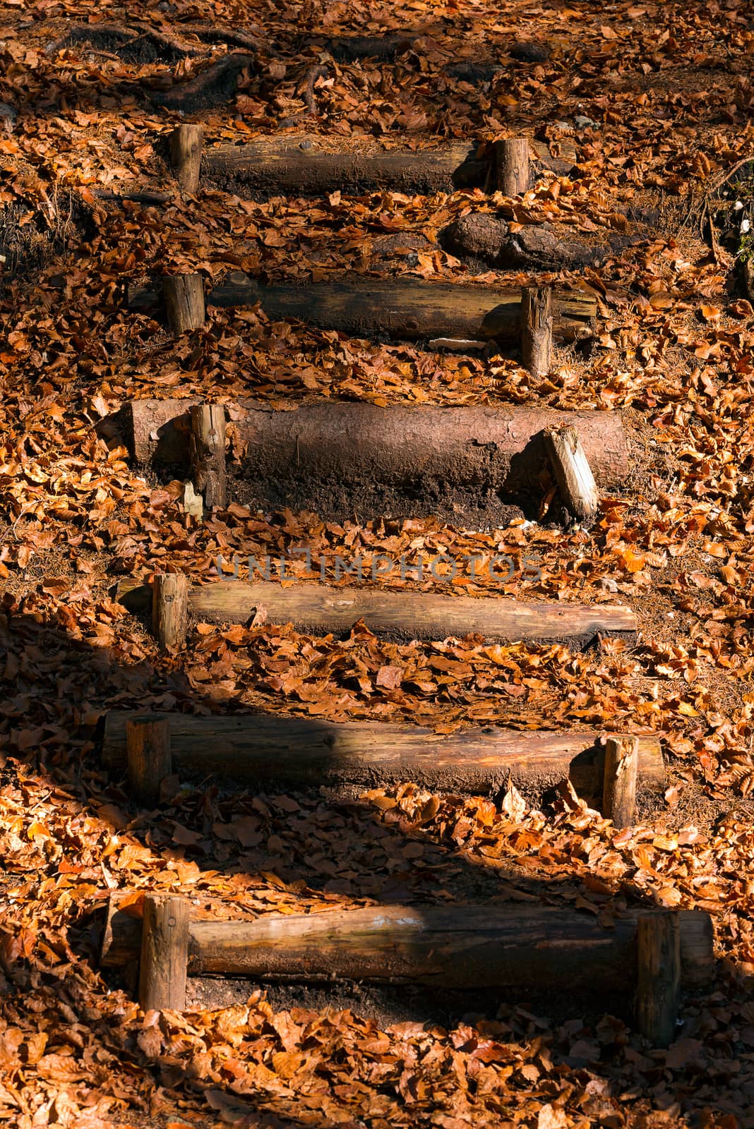 Staircase made of a tree trunks in a forest in autumn. Dry leaves on ground