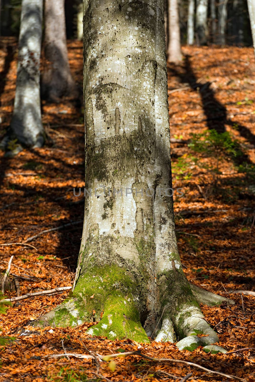Detail of a old tree trunk of a beech in autumn with green moss and brown leaves on the ground