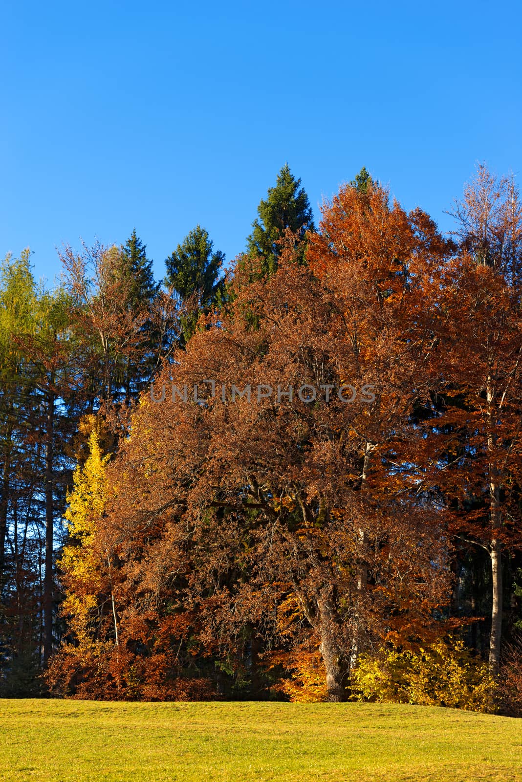 Autumnal forest with pines, beeches, firs and one oak. Val di Sella (Sella Valley), Borgo Valsugana, Trento, Italy