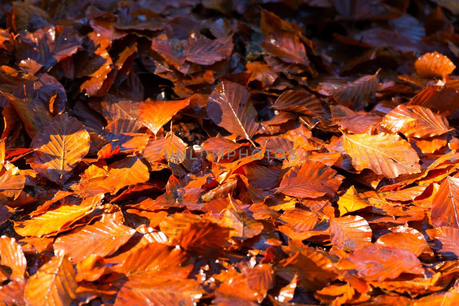 Wet Leaves in Autumn on the Ground by catalby
