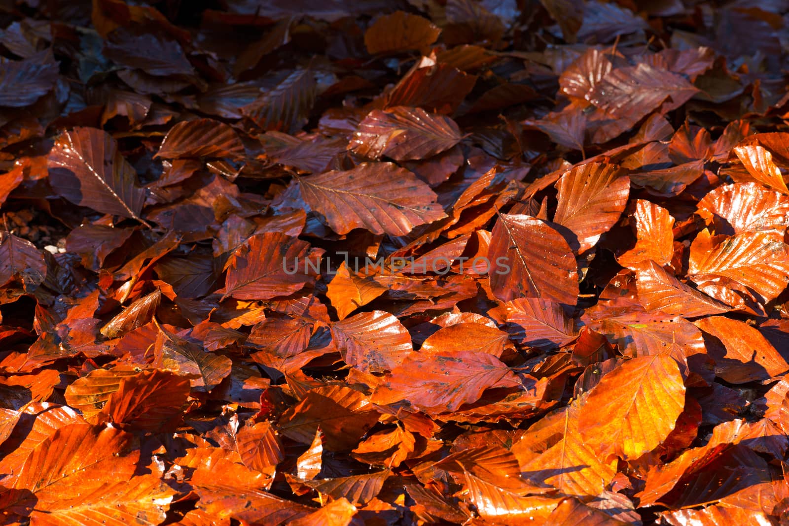 Wet Leaves in Autumn on the Ground by catalby