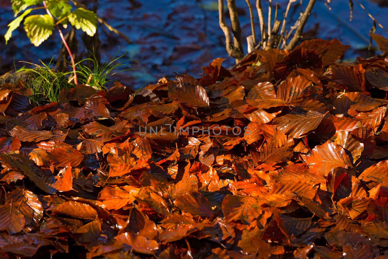 Wet Leaves in Autumn on the Ground by catalby