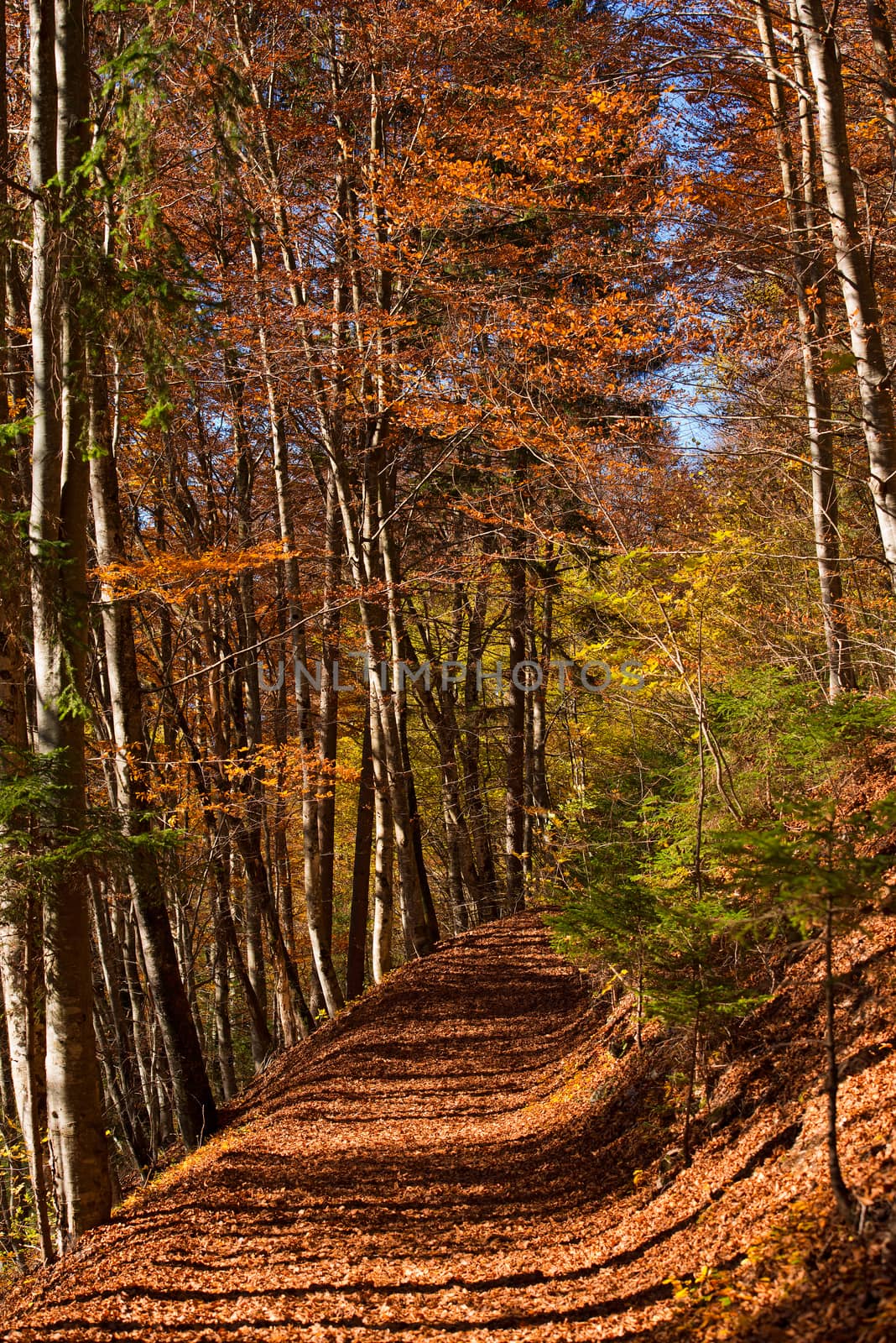 Mountain trail in the autumn with leaves on the ground. Val di Sella (Sella Valley), Borgo Valsugana, Trento, Italy