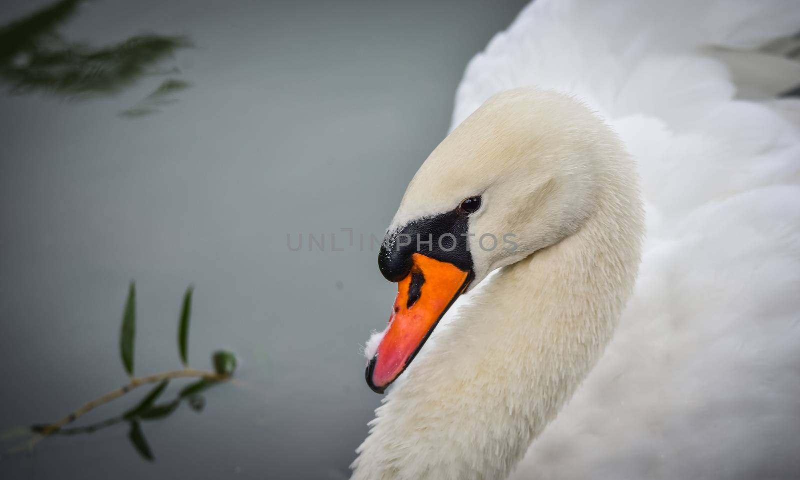 A lone white swan swims about his pond getting close to the camera in his friendly curiosity.