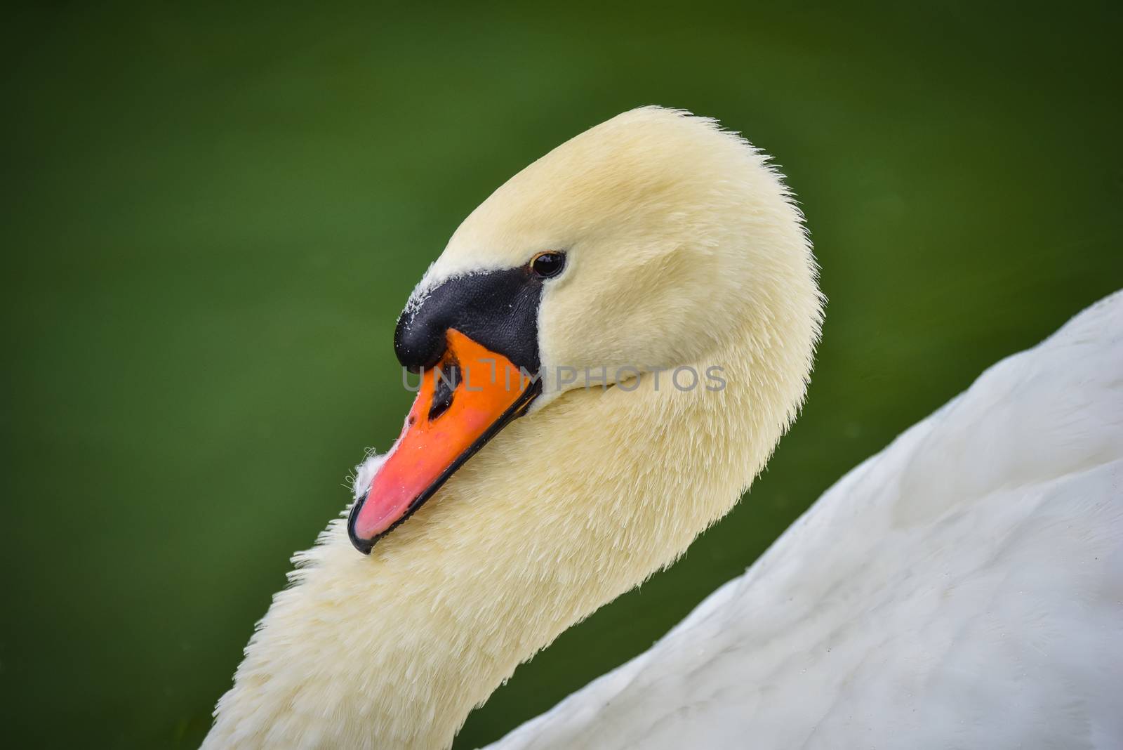 A lone white swan swims about his pond getting close to the camera in his friendly curiosity.