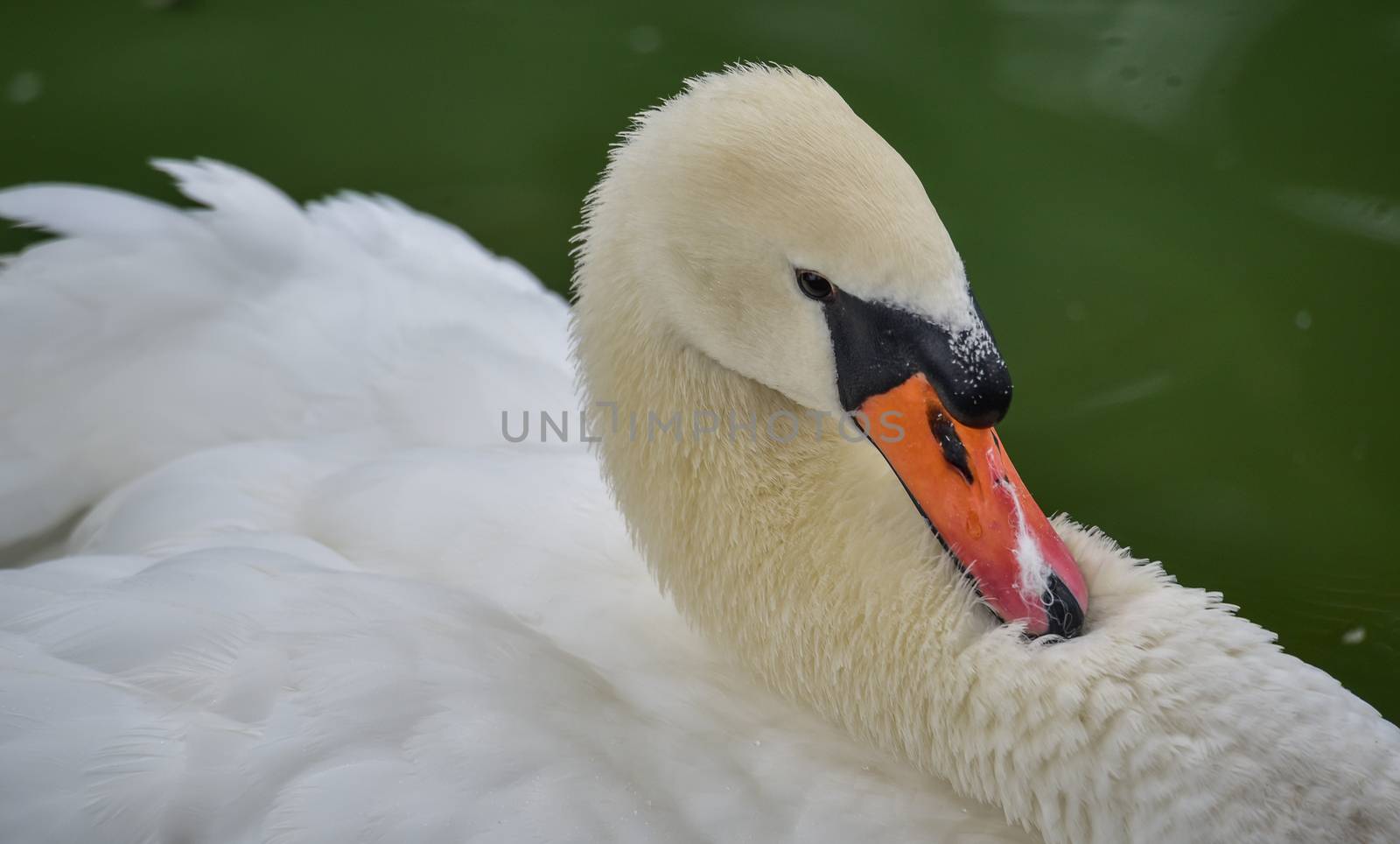 Mute swan Cygnus olor and close ups of him in his pond. by valleyboi63