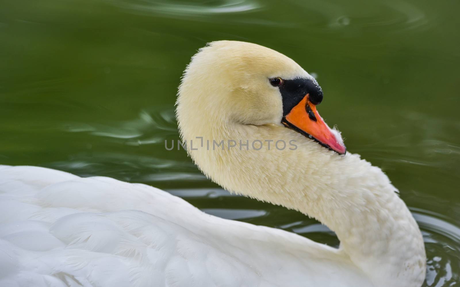 A lone white swan swims about his pond getting close to the camera in his friendly curiosity.