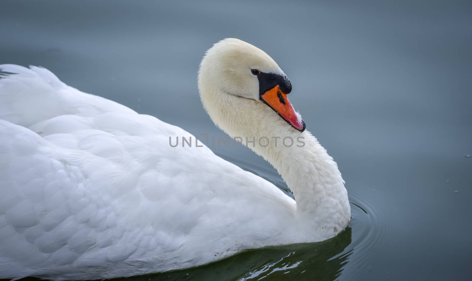 A lone white swan swims about his pond getting close to the camera in his friendly curiosity.