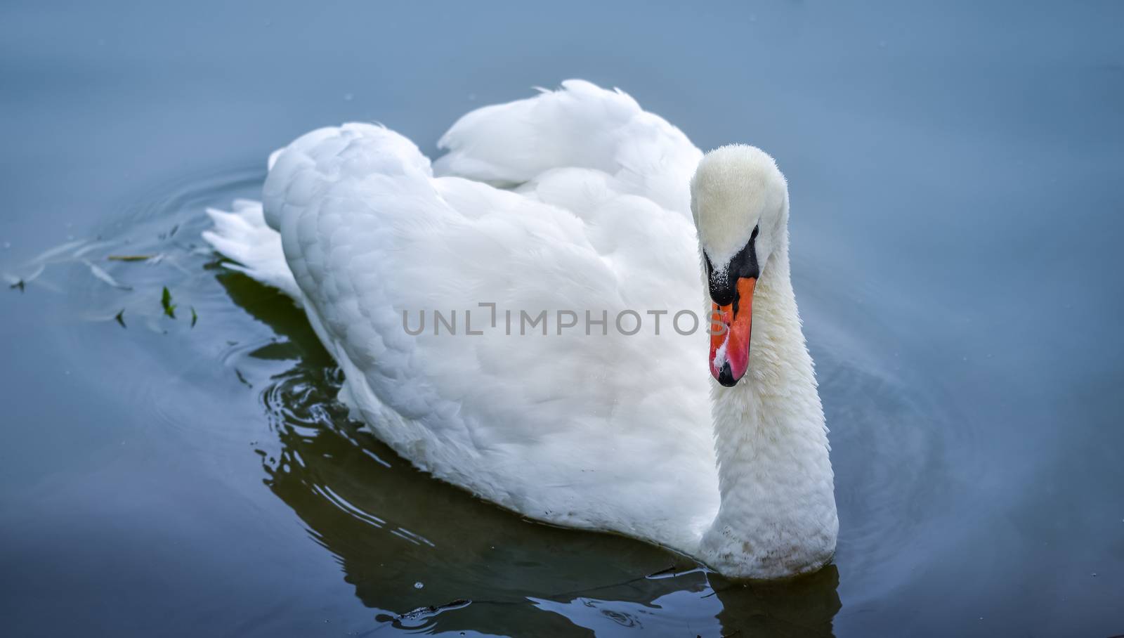 A lone white swan swims about his pond getting close to the camera in his friendly curiosity.