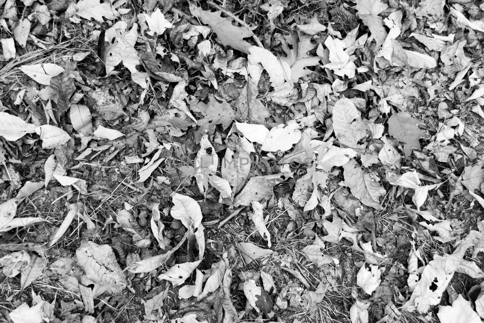 Picture taken during a hike from Breakneck ridge to Cold Spring during the fall season (NY)