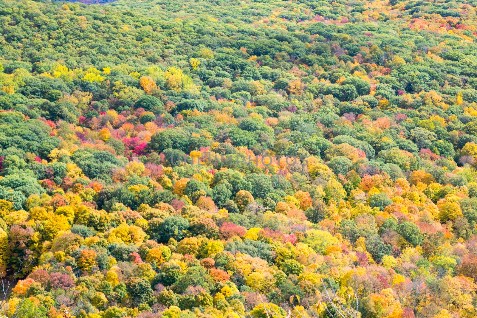 Picture taken during a hike from Breakneck ridge to Cold Spring during the fall season (NY)