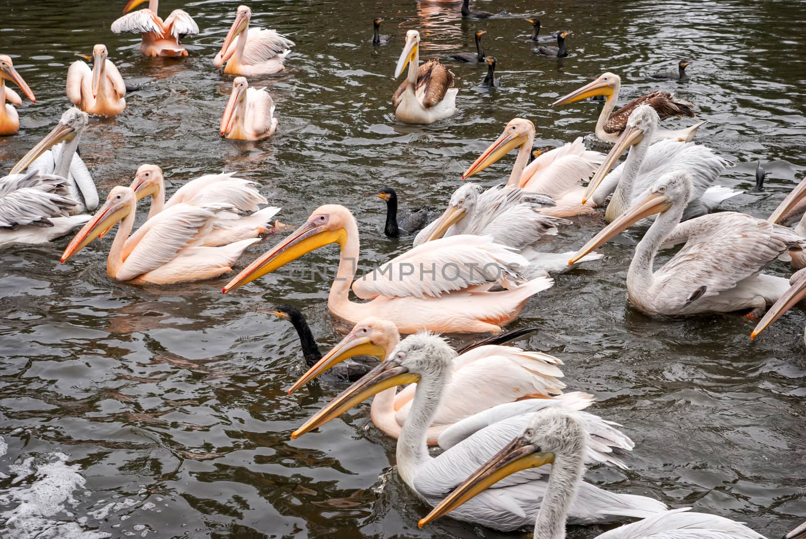 Group of great white pelicans  by Zhukow