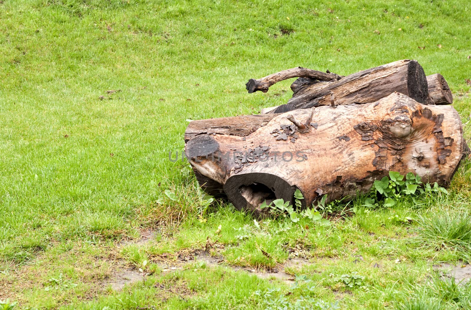 Felled tree in the meadow, bright green grass