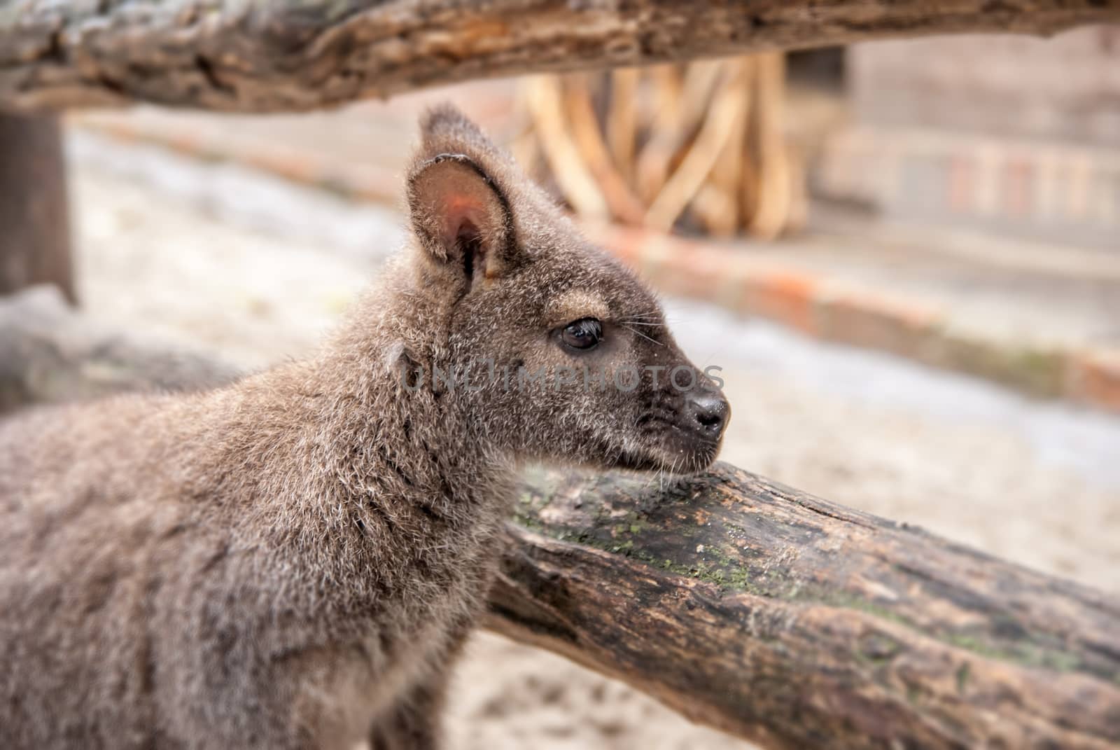 Australian  brown kangaroo macropus rufus  in Zoo