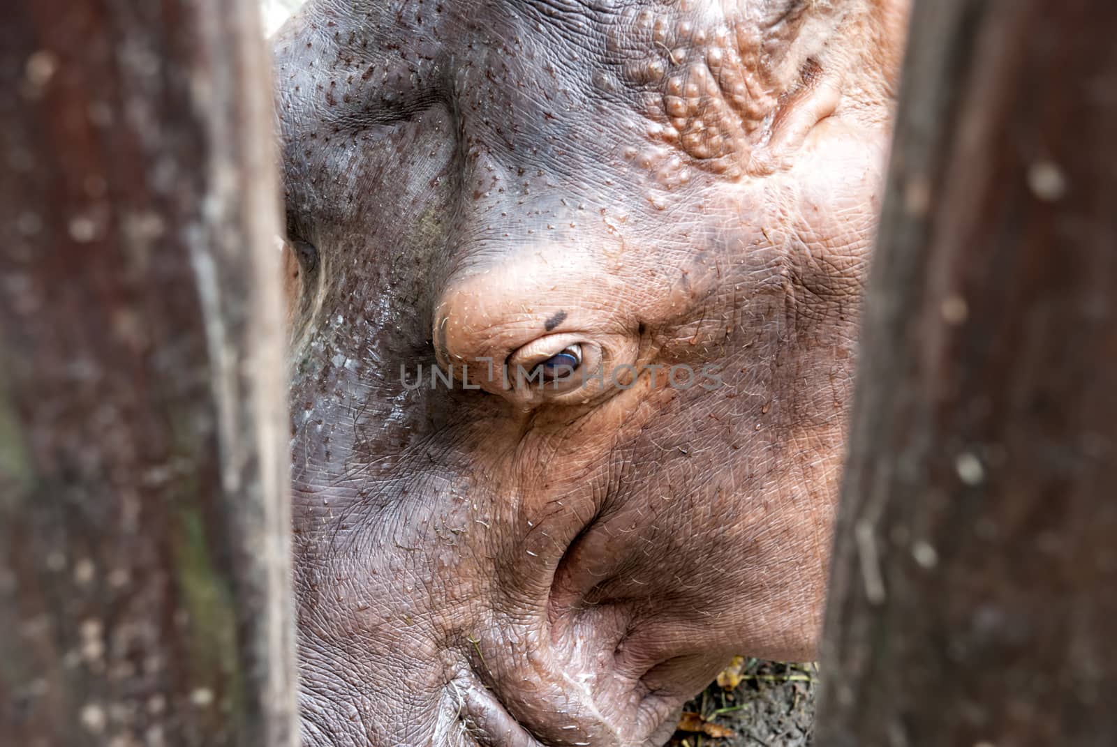 Close up of a  big hippo behind the fence at the zoo