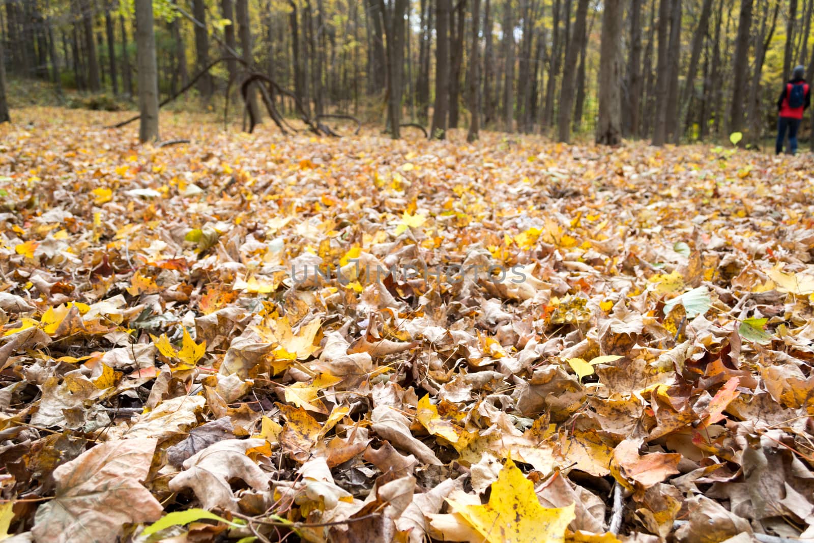 Picture taken during a hike from Breakneck ridge to Cold Spring during the fall season (NY)