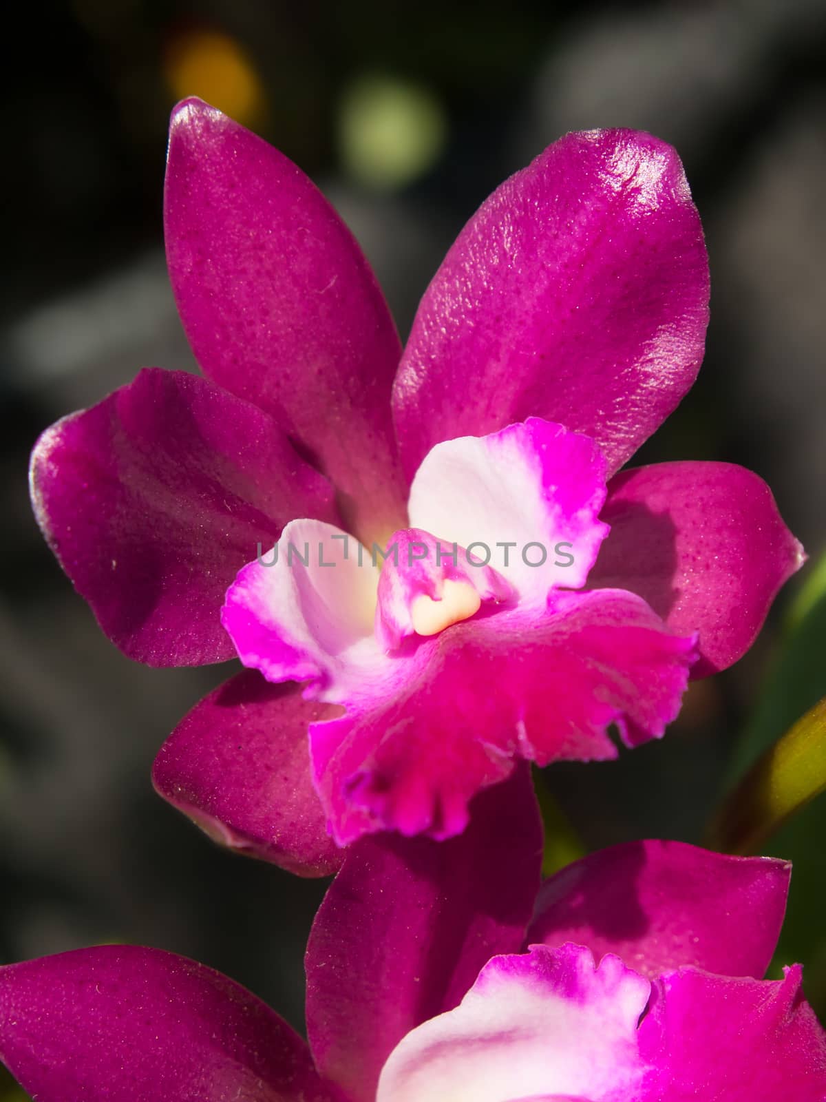 Thwaitesara Phinyophan Boy flower, beautiful hybrid cattleya relatives.
