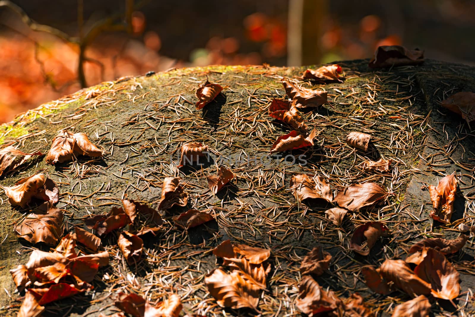 Old tree stump with pine needles and brown dry leaves in the undergrowth