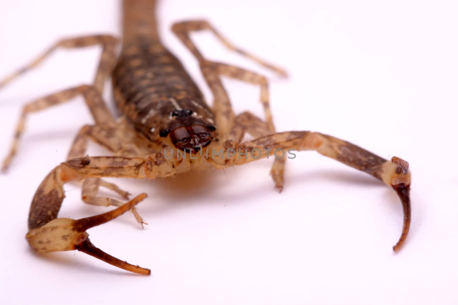 Close up Scorpion a white background.