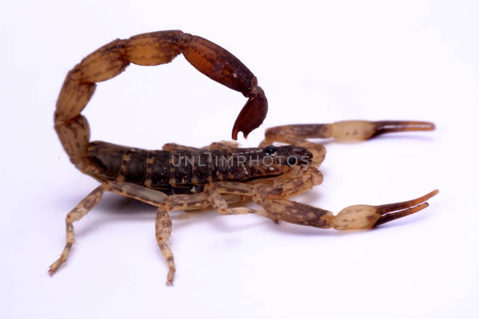 Close up Scorpion a white background.