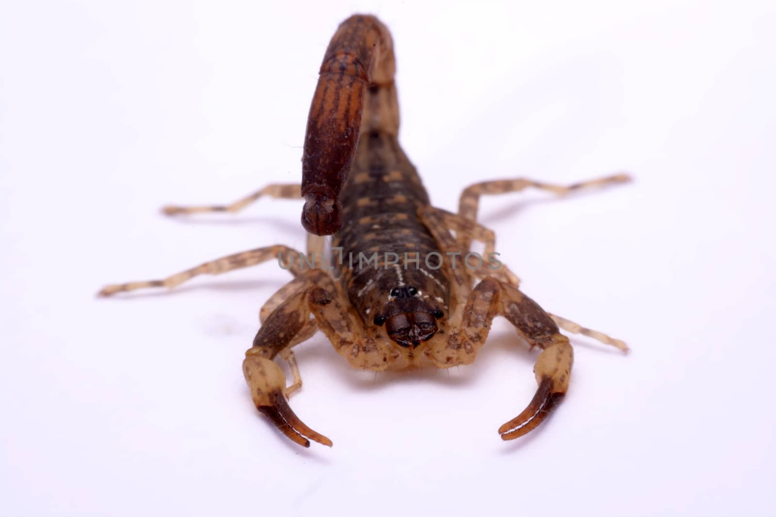 Close up Scorpion a white background.