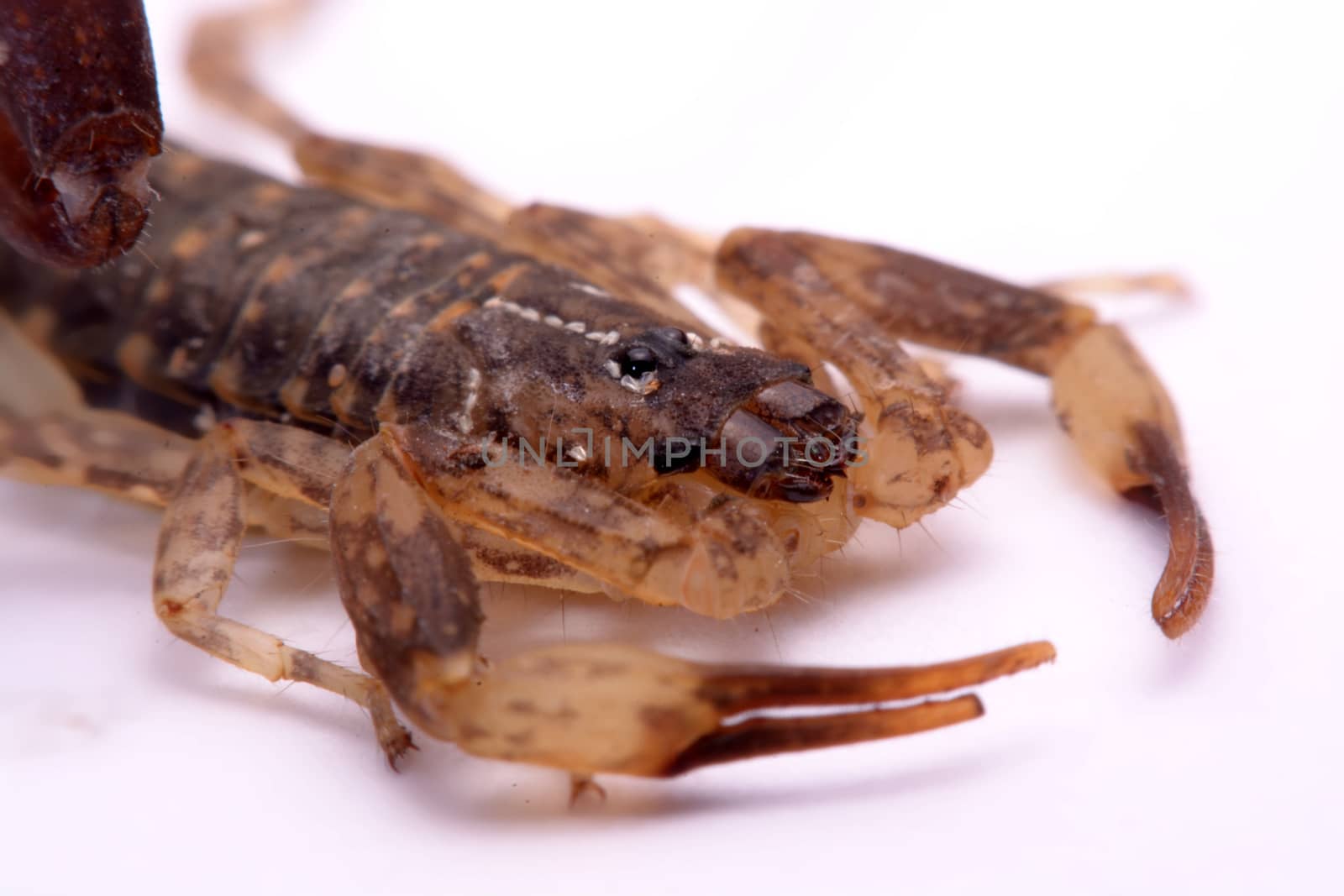 Close up Scorpion a white background.