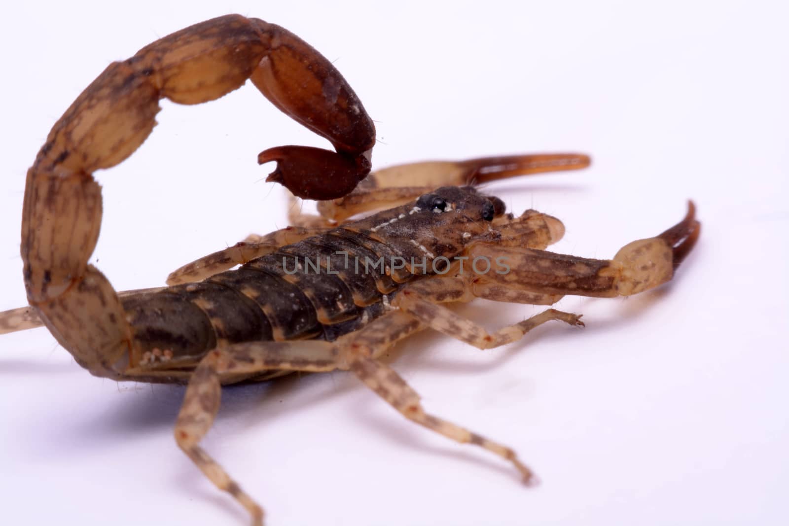 Close up Scorpion a white background.