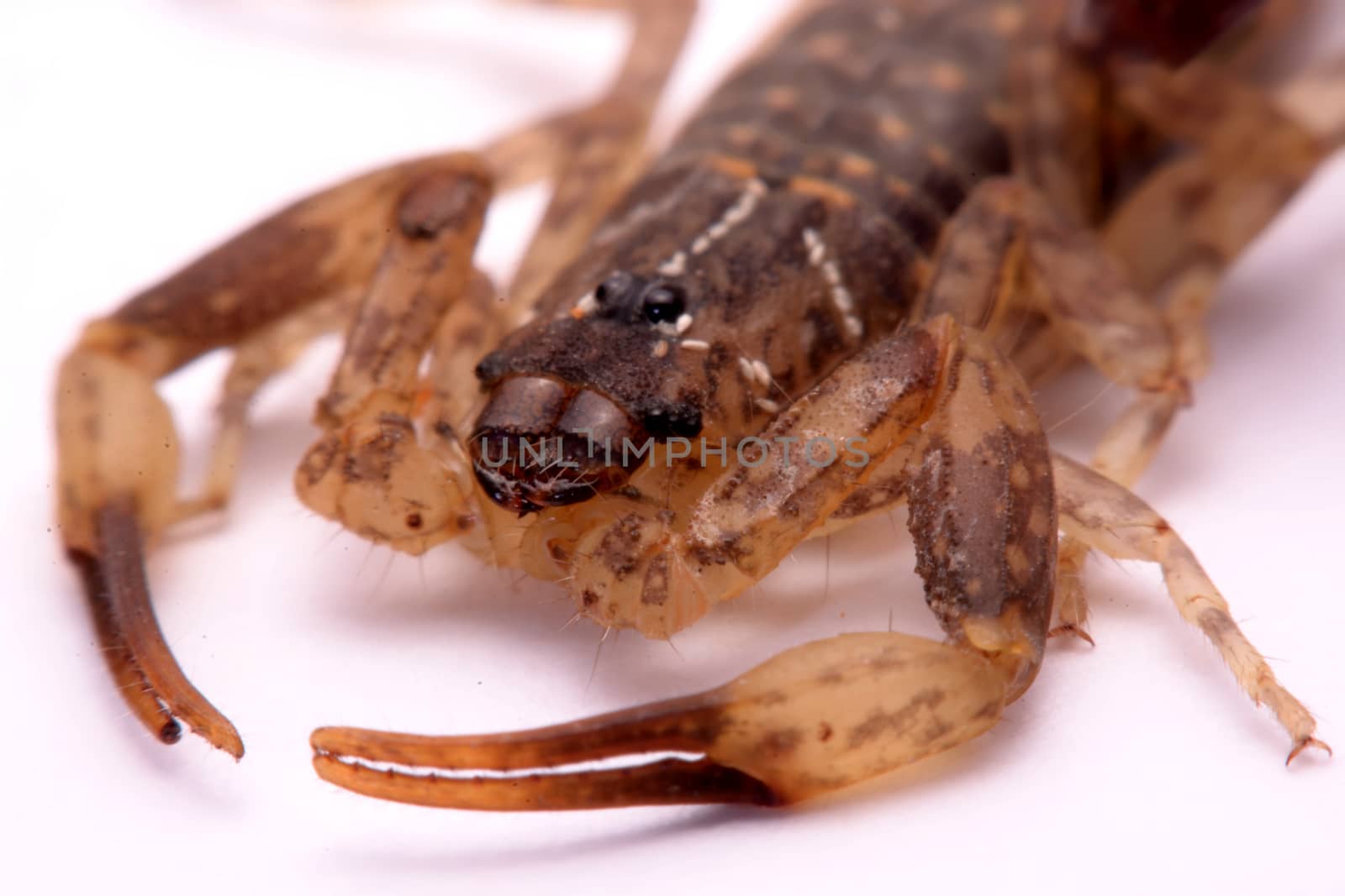 Close up Scorpion a white background.