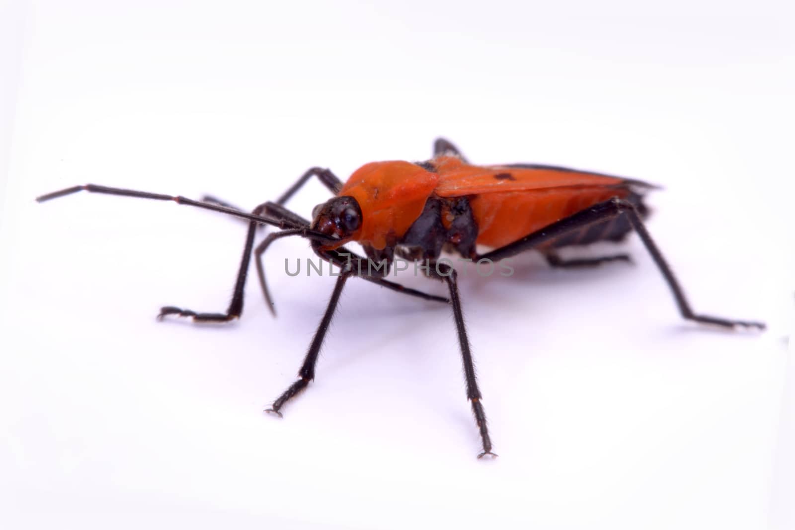 insect red stink bug, Melamphaus rubrocinctus, isolated on white