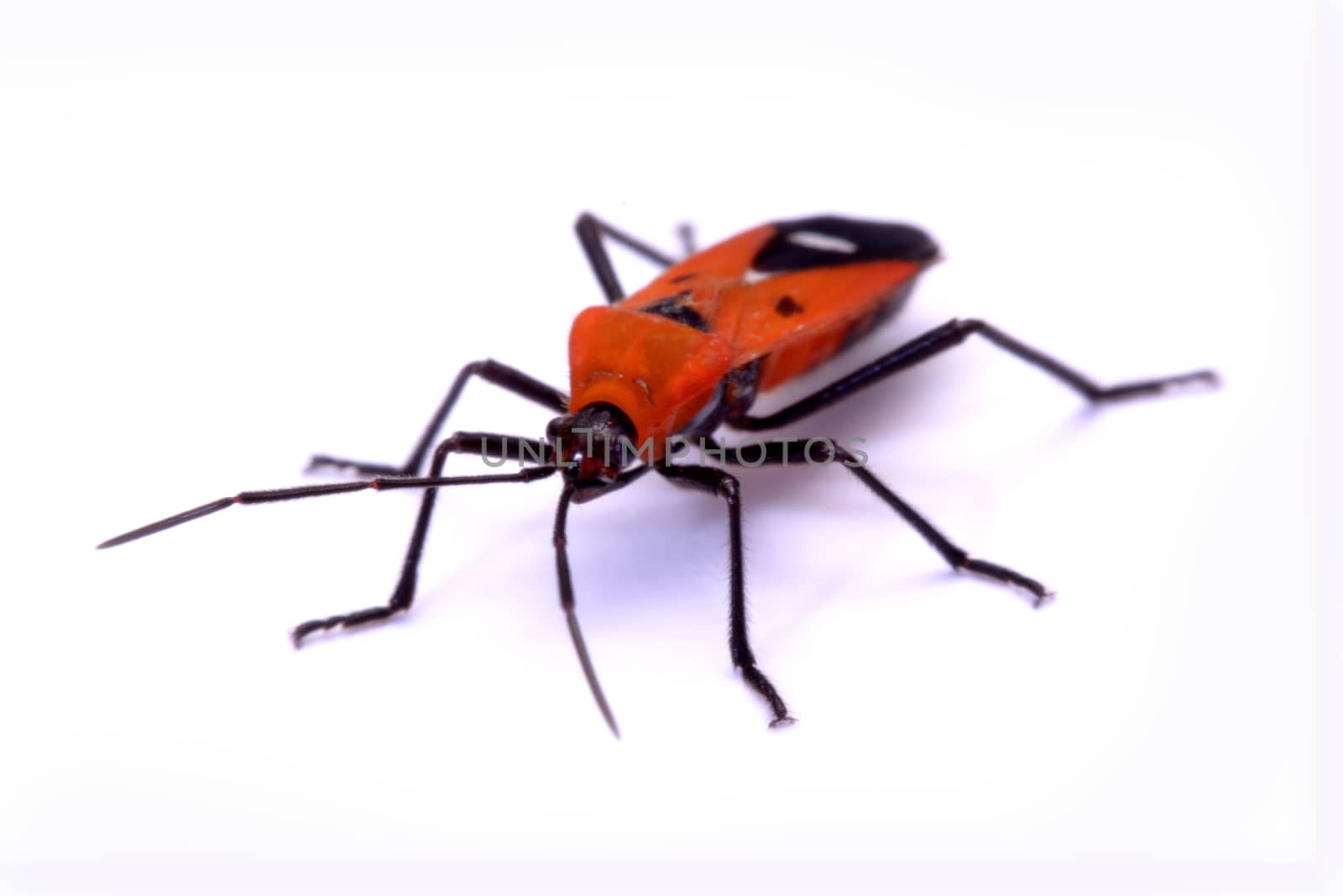 insect red stink bug, Melamphaus rubrocinctus, isolated on white