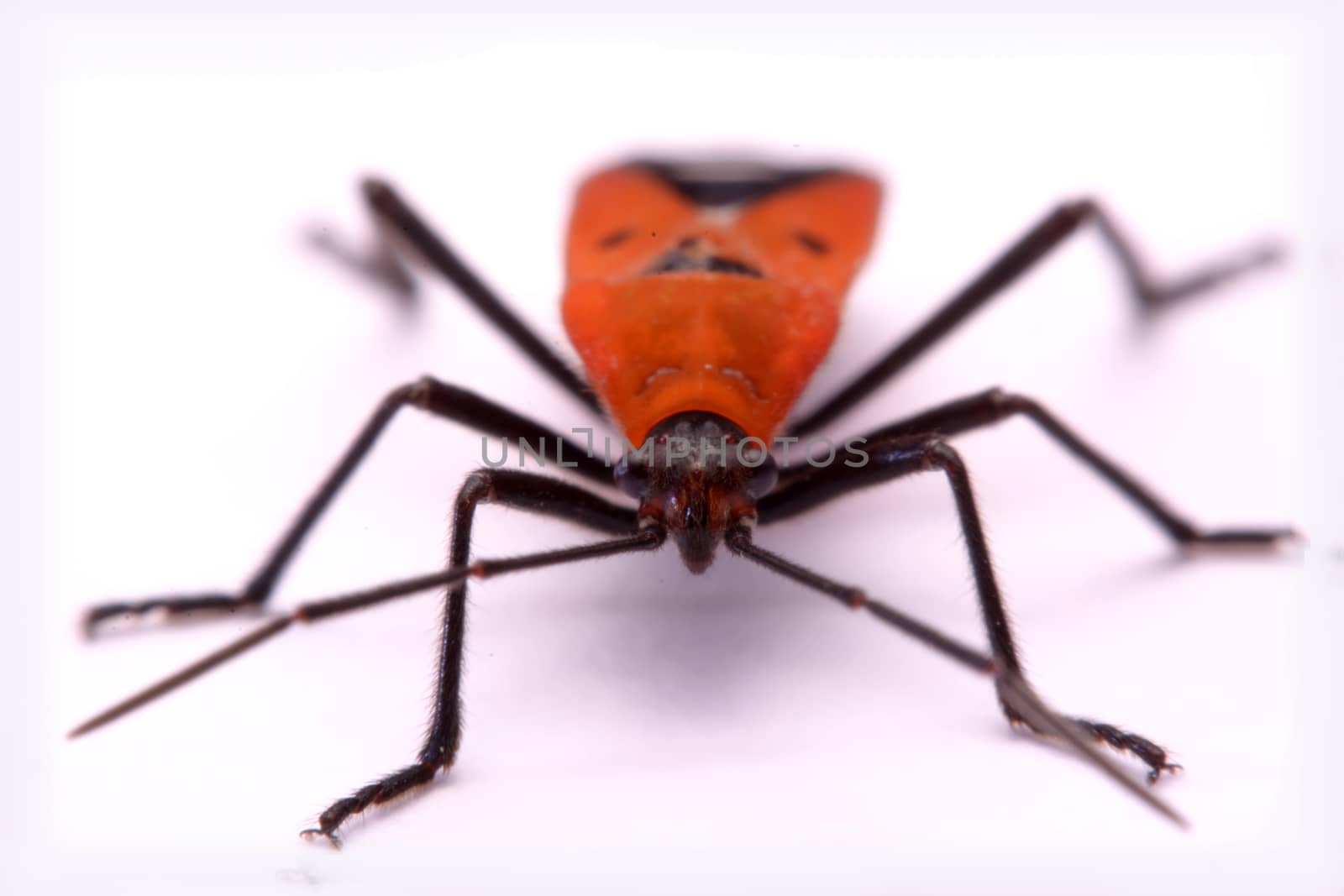 insect red stink bug, Melamphaus rubrocinctus, isolated on white