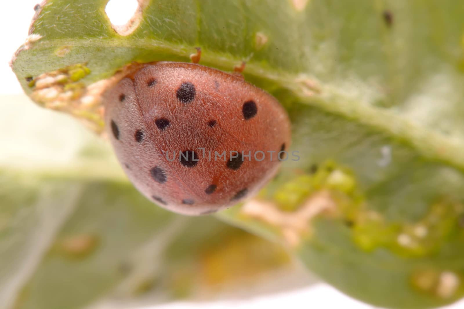 Ladybug on green leaf