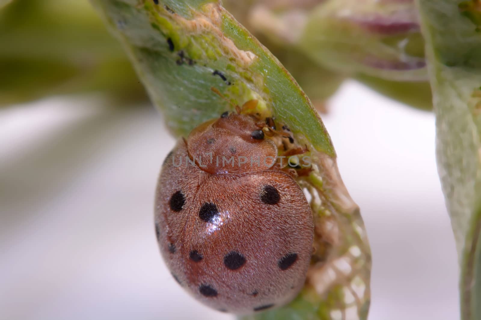 Ladybug on green leaf